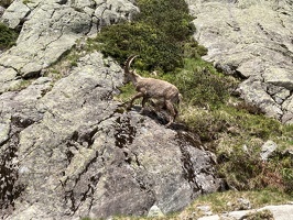 26 BouquetinCheserys-18-06-24-12H54