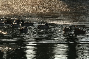 Canards 15jan06 0001