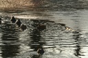 Canards