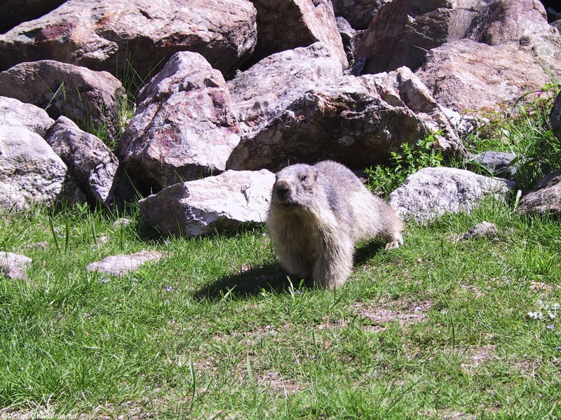 Marmotte-019.jpg