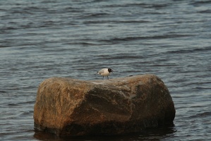 721 Mouette Rieuse