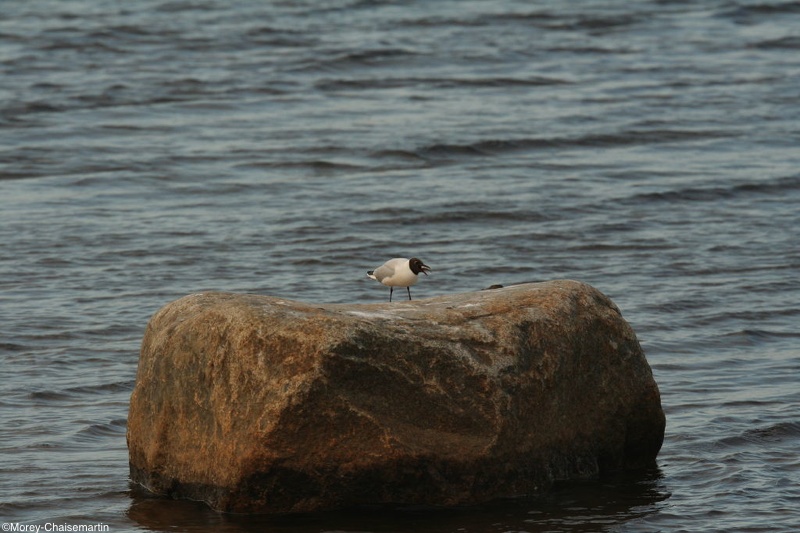 721_Mouette_Rieuse.jpg
