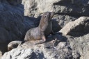 Sea lion