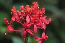 Flore de la foret pluviale andine